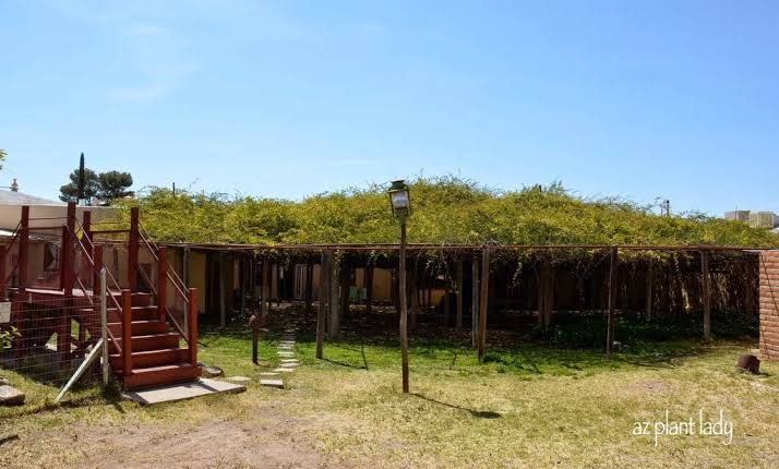 Rose Tree Museum garden in Tombstone